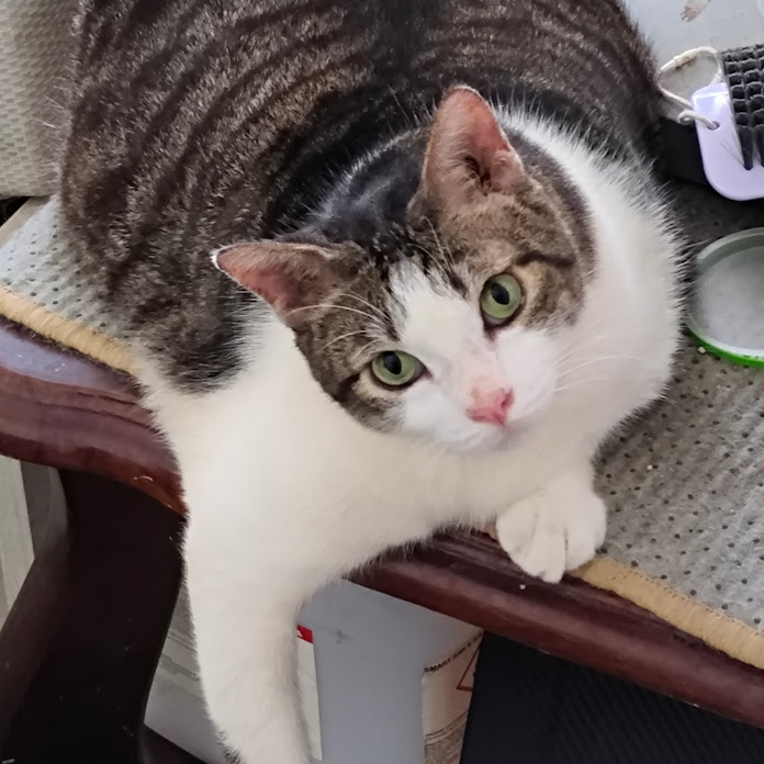 Trish Stratus WWE Superstar Fan Page Net Worth & Earnings (2026)