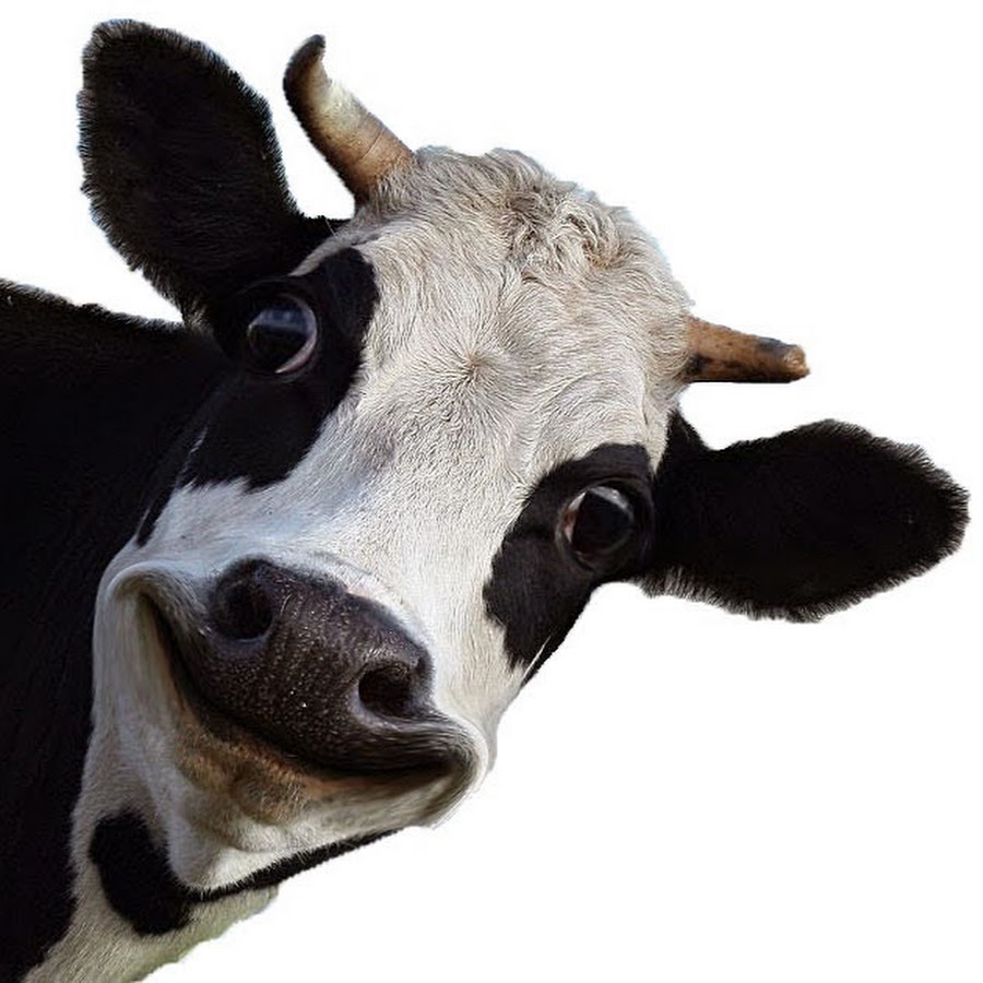 Худая корова. Стройная корова. Стройная корова. Тёлки. Худая корова.