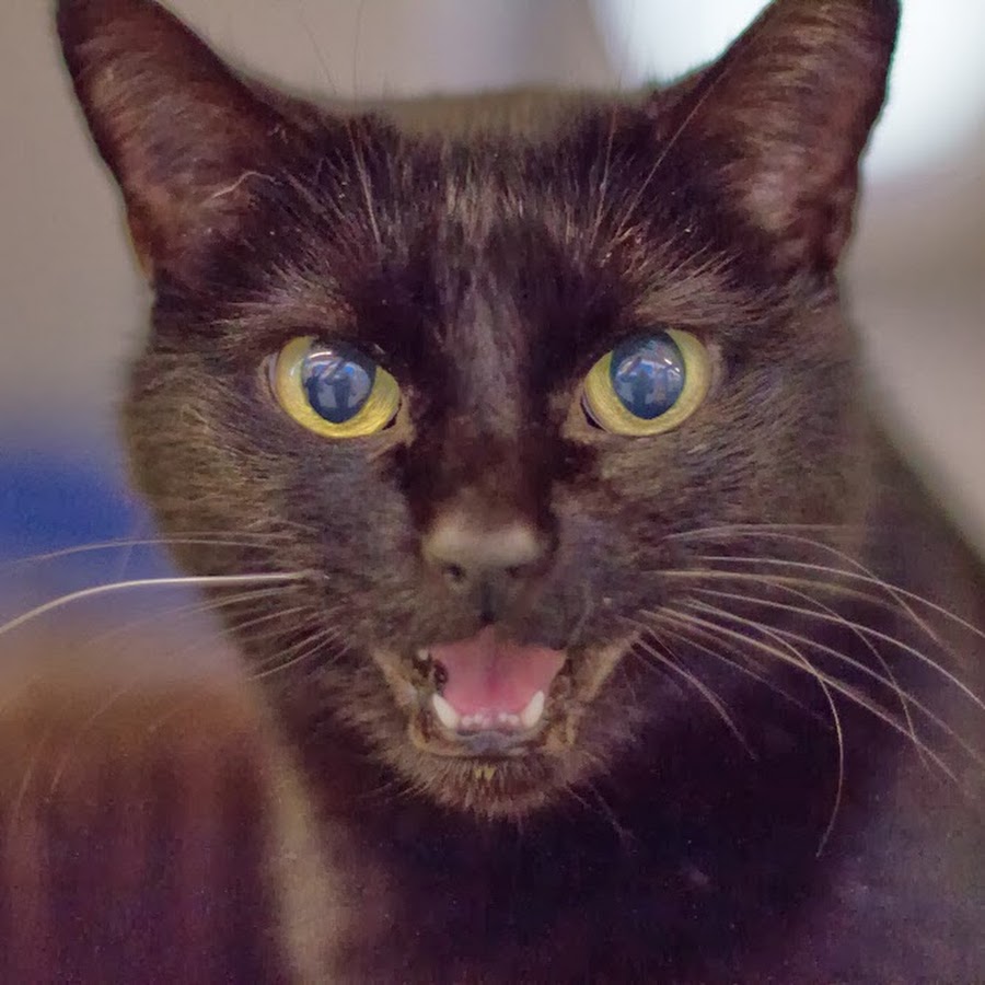 Cats Protection IOW Cat Videos - YouTube