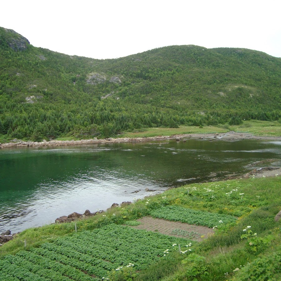 bottom dweller YouTube