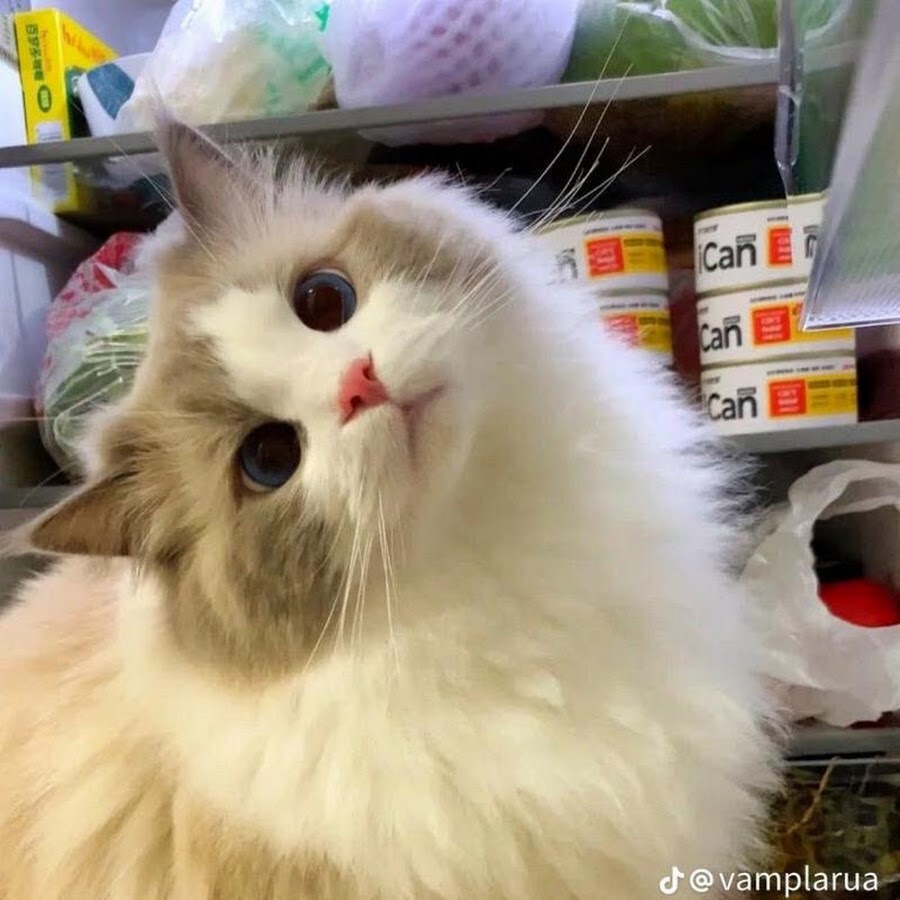 крысы издают звуки. какая самая умная порода крыс. мышь с телефоном. говорящие крысы. морда крысы.