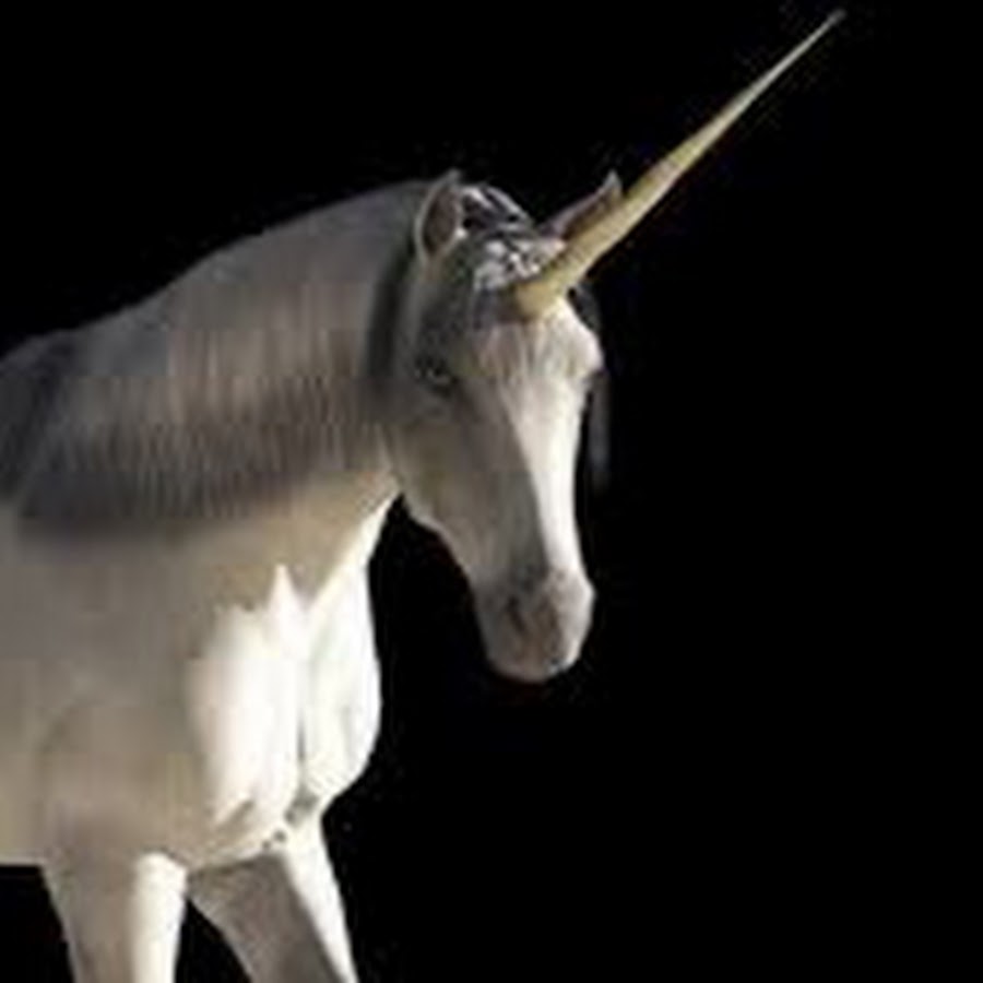 Crazy Unicorn 