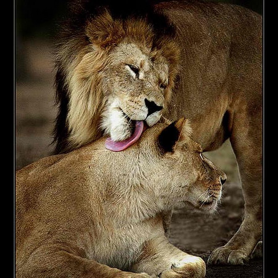 Нежность животных. Лев признается в любви. Пара животных. Лев признается в любви. Лев и львица.