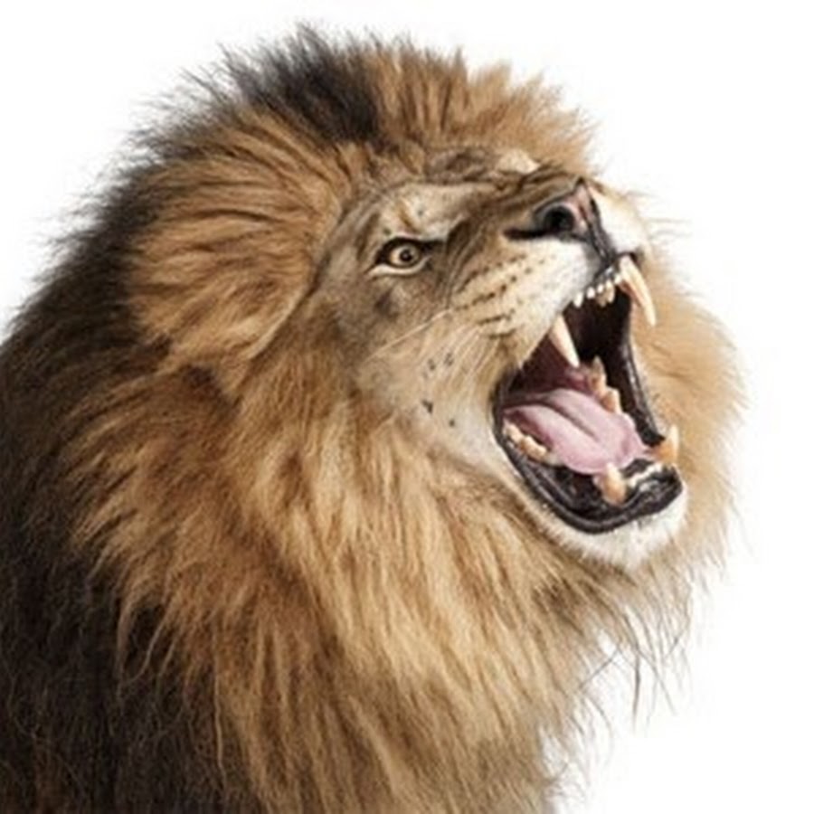 Batoe Kitics Youtube