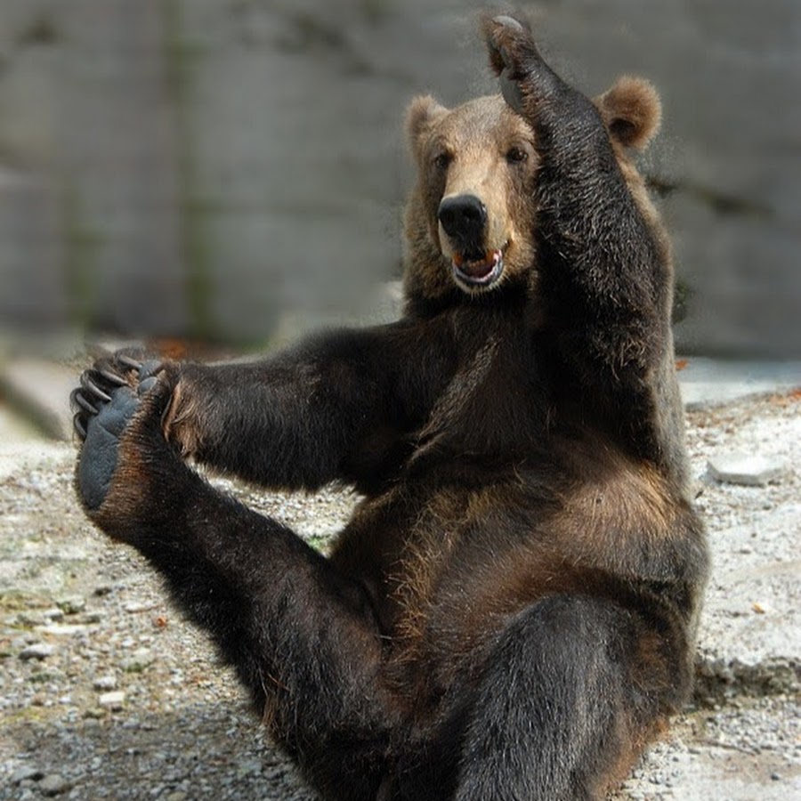 Пьяный медведь картинки