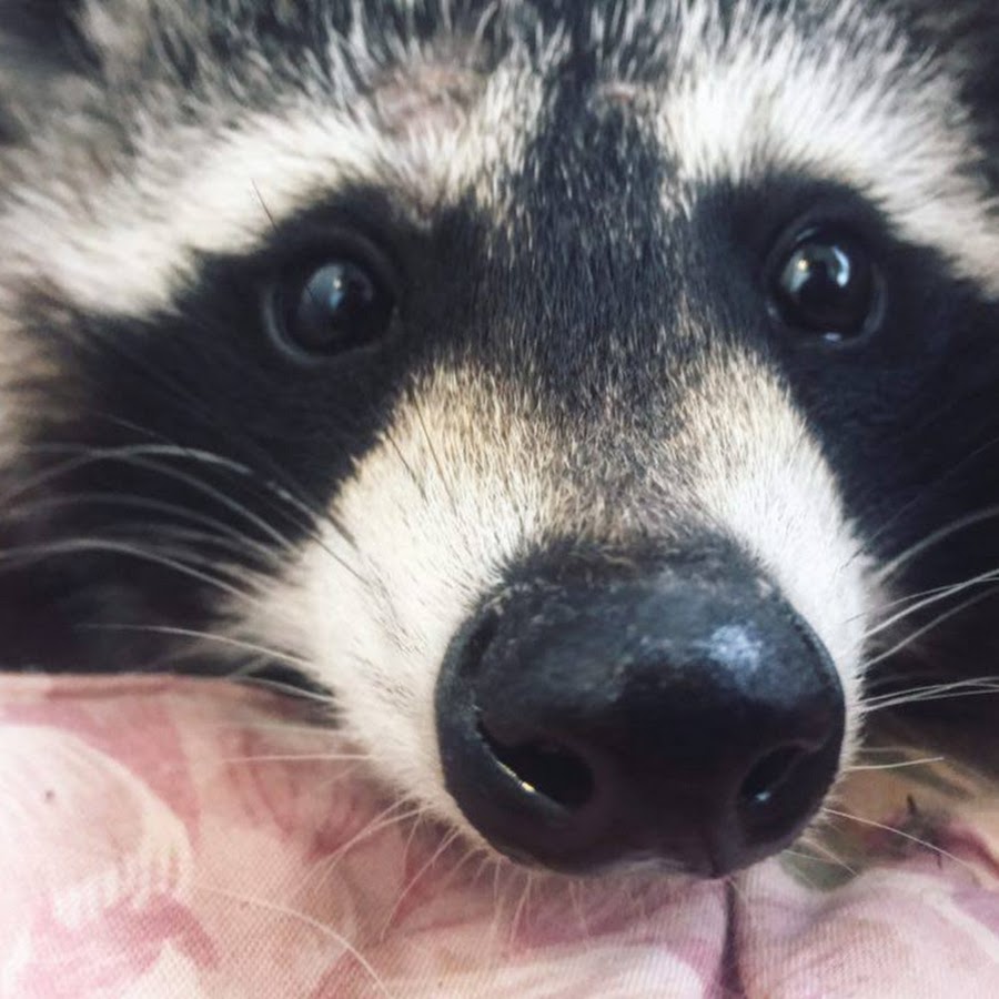 Енот сша. Смешные ролики про енота. Злой енот полоскун. Енот-полоскун. Енот видео.