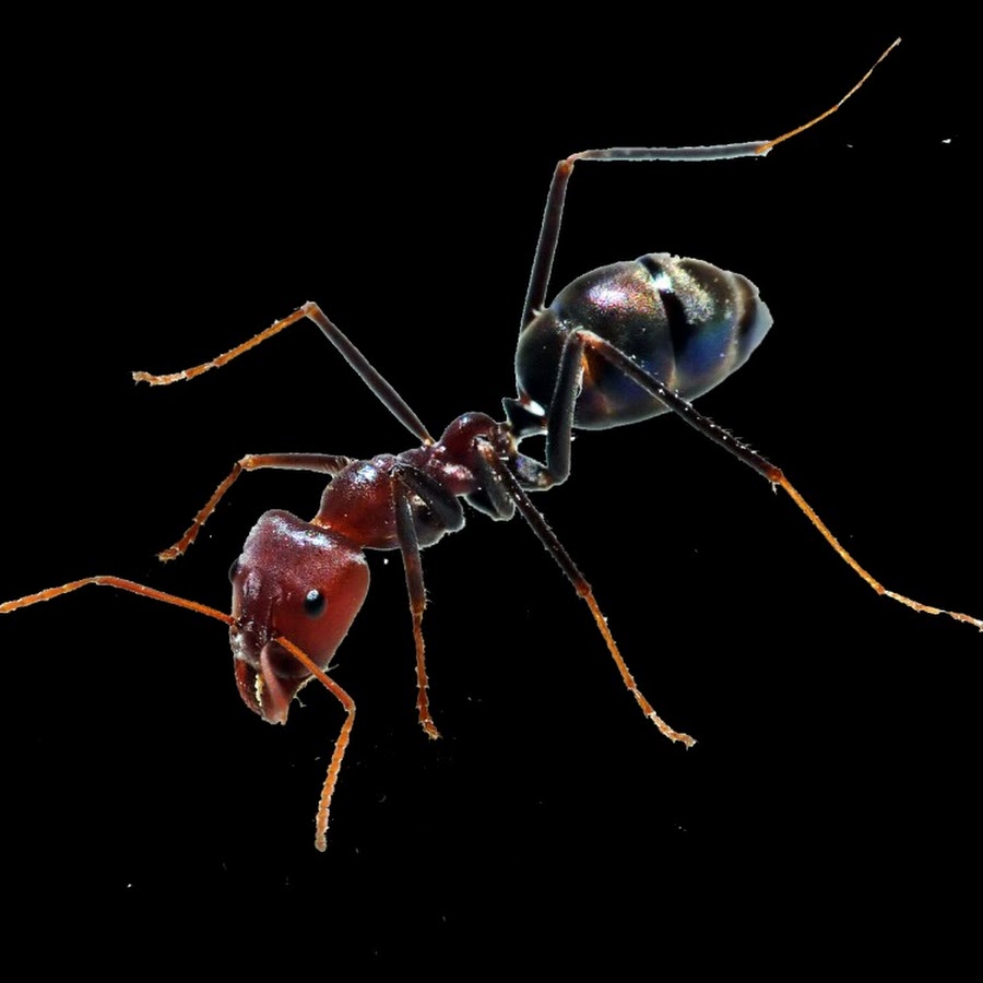 Ant on off. Ant videos. Black garden ant. африканский муравей гигант. Ant videos.