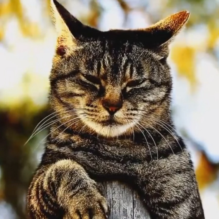 Sad Cat 