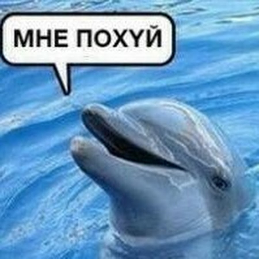Картинка с дельфинами мем