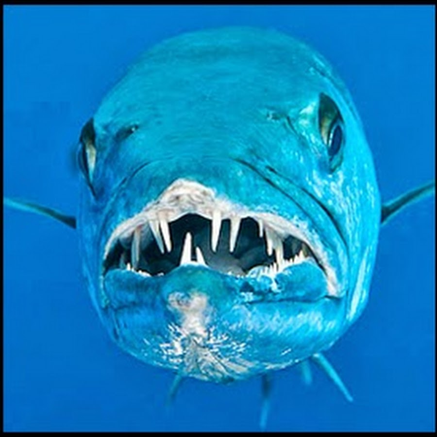 Барракуды опасна ли для человека. Бараку да опасная рыба. Барракуда рыба самая большая. Гигантская Барракуда. Барракуда зубы.