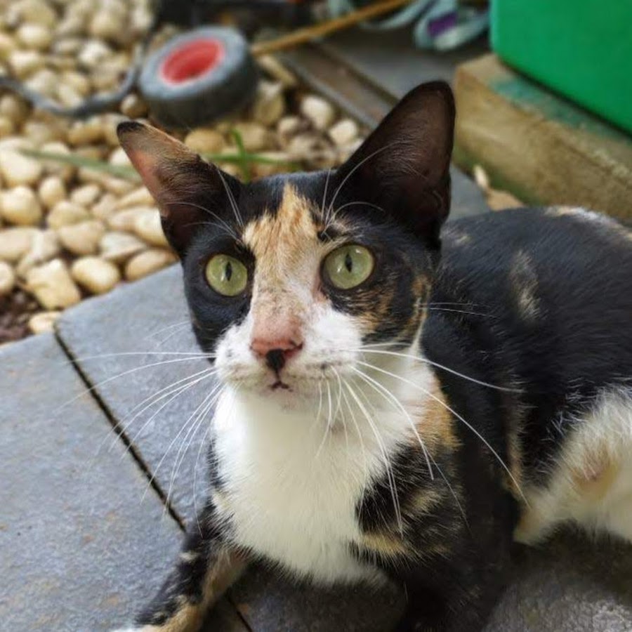 Kucing Kampung - YouTube
