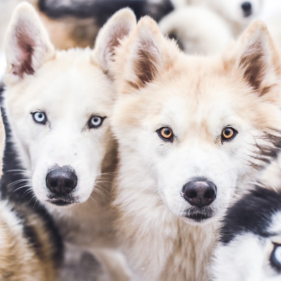 The Husky Family YouTube