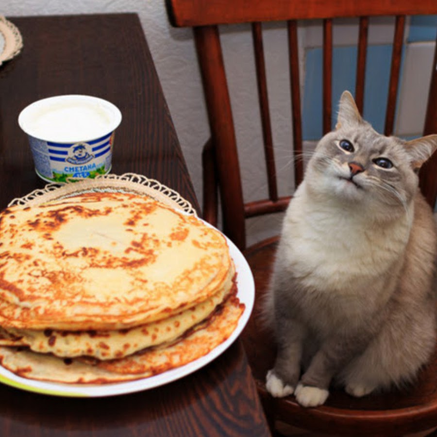 Кот сидит на блинах