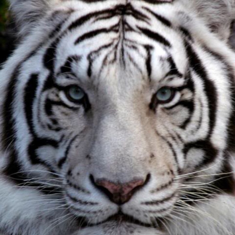 Белый тигр порода. Белый тигр с голубыми глазами. Белая тигрица с зелеными глазами. Глаза белого тигренка крупно. Белая тигрица Тигренок с зелеными глазами
