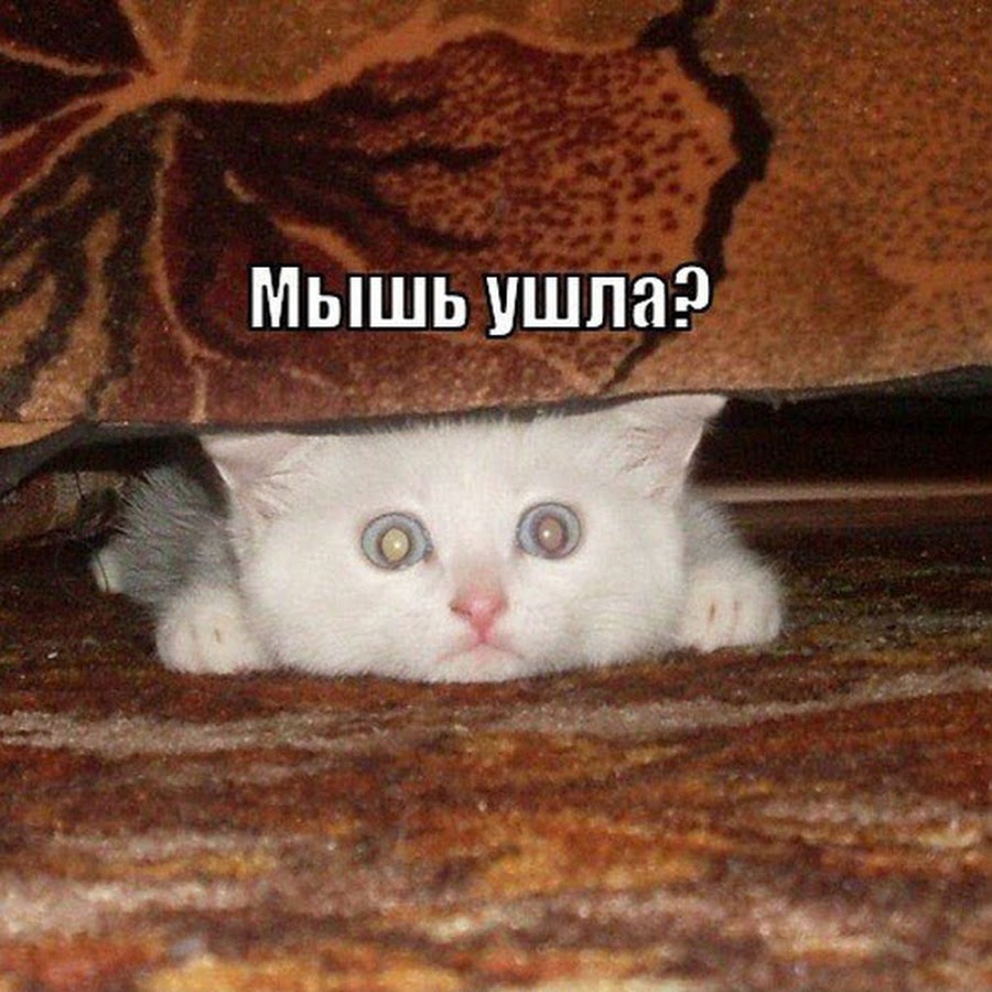 AGF-l7-xjFVbaoYSIFN2YfqoJvonM8veapiP3ghLxA=s900-c-k-c0xffffffff-no-rj-mo