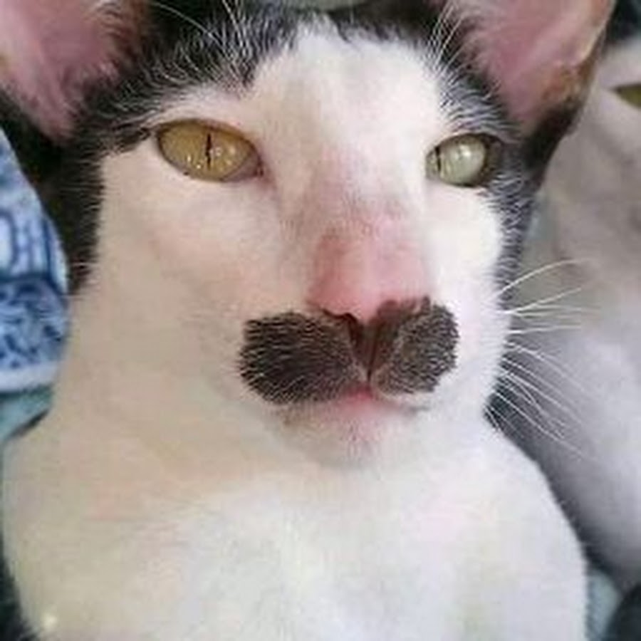 Кот грузин фото
