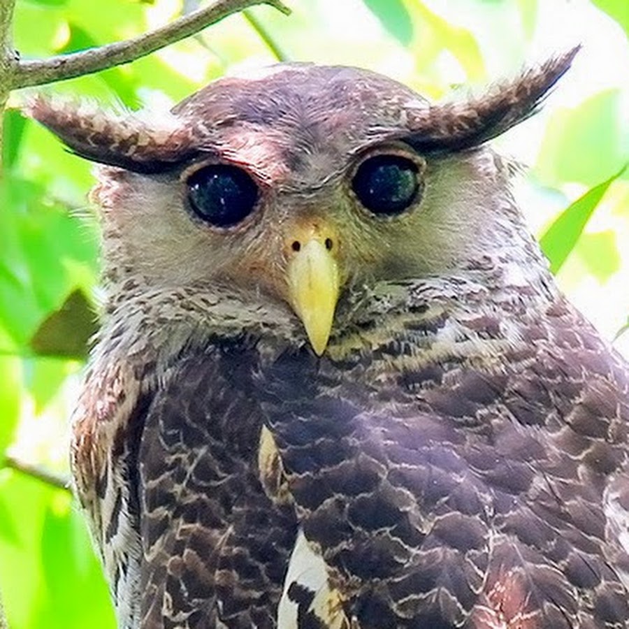 Apisit Wilaijit 