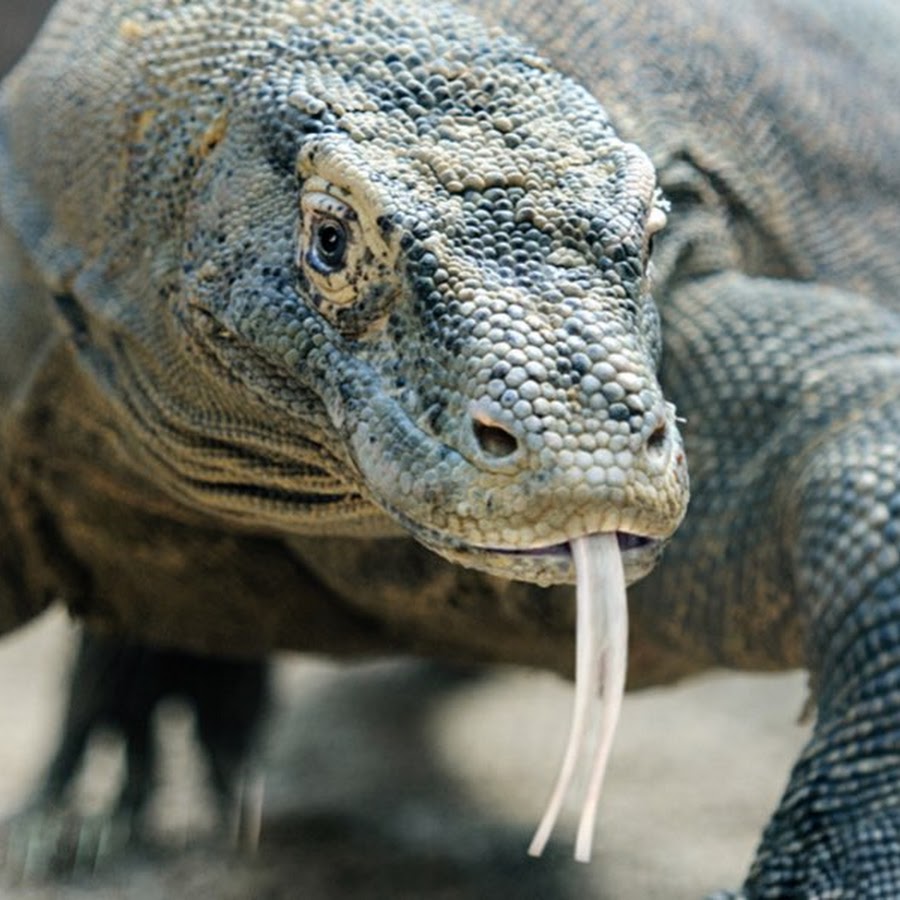 Komodo king gaming KKG - YouTube