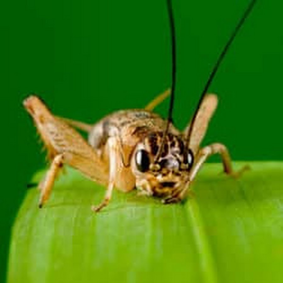 Crotch Cricket YouTube