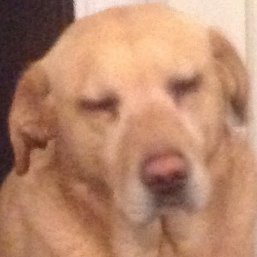 Chickens In Tuxedos YouTube