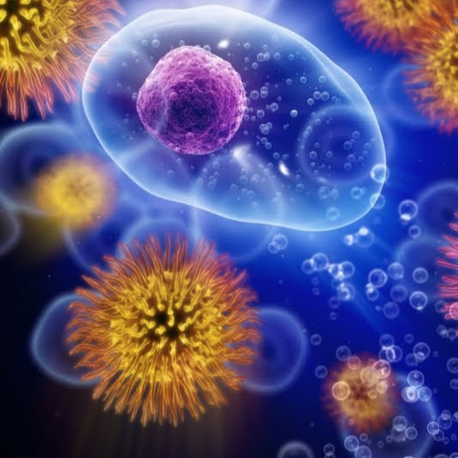 схема выработки иммунитета человека. антитела иммунология. защита клеток от вирусов. механизм формирования иммунитета. иммунитет.