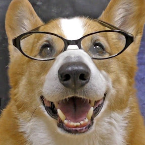 Goro@Welsh corgi(YouTuberGoro@Welsh corgi)