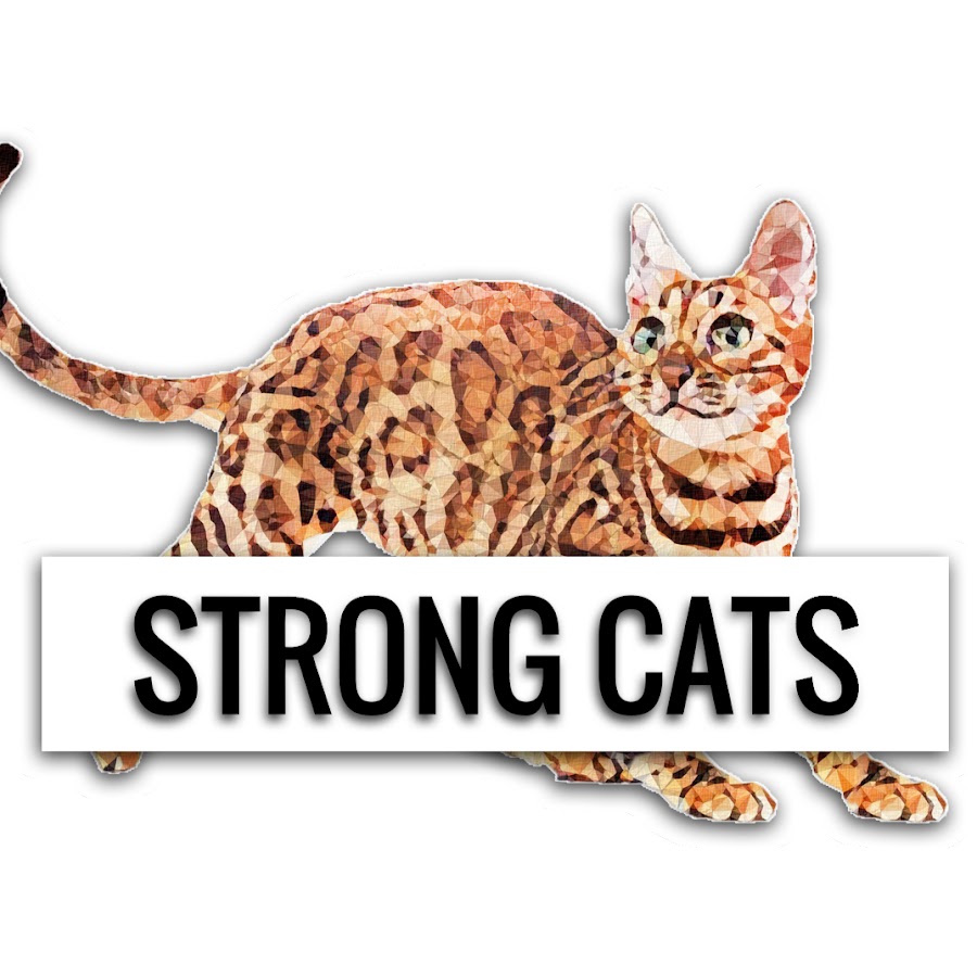 Strong Cats YouTube