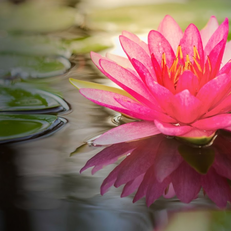 The Naked Lotus - YouTube