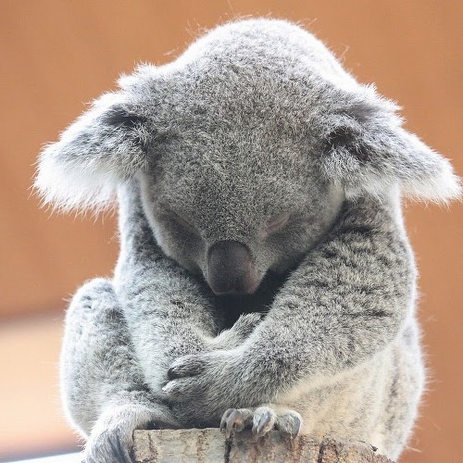 Коала стоя. Коала. Печальная коала. Грустная коала. Коала плачет.