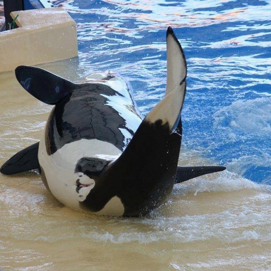 Orca поддержки. Orca 800l orca 1250. Orca поддержки. Похож на дельфина. Красивые картинки арктика 3072×1536.