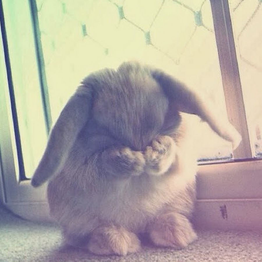 �������� ���������� �������� �������, ���������