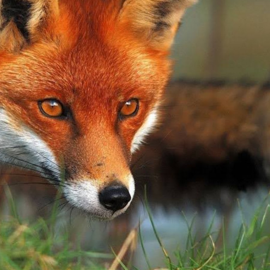 Лиса Лисова. Рыжая лисица. Красивая лиса. Обыкновенная лисица. Max fox