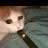 Cat with a juul