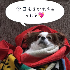 ポケかず。