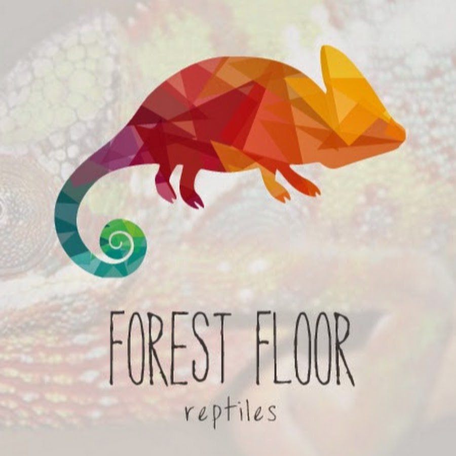 Forest Floor Reptiles Youtube