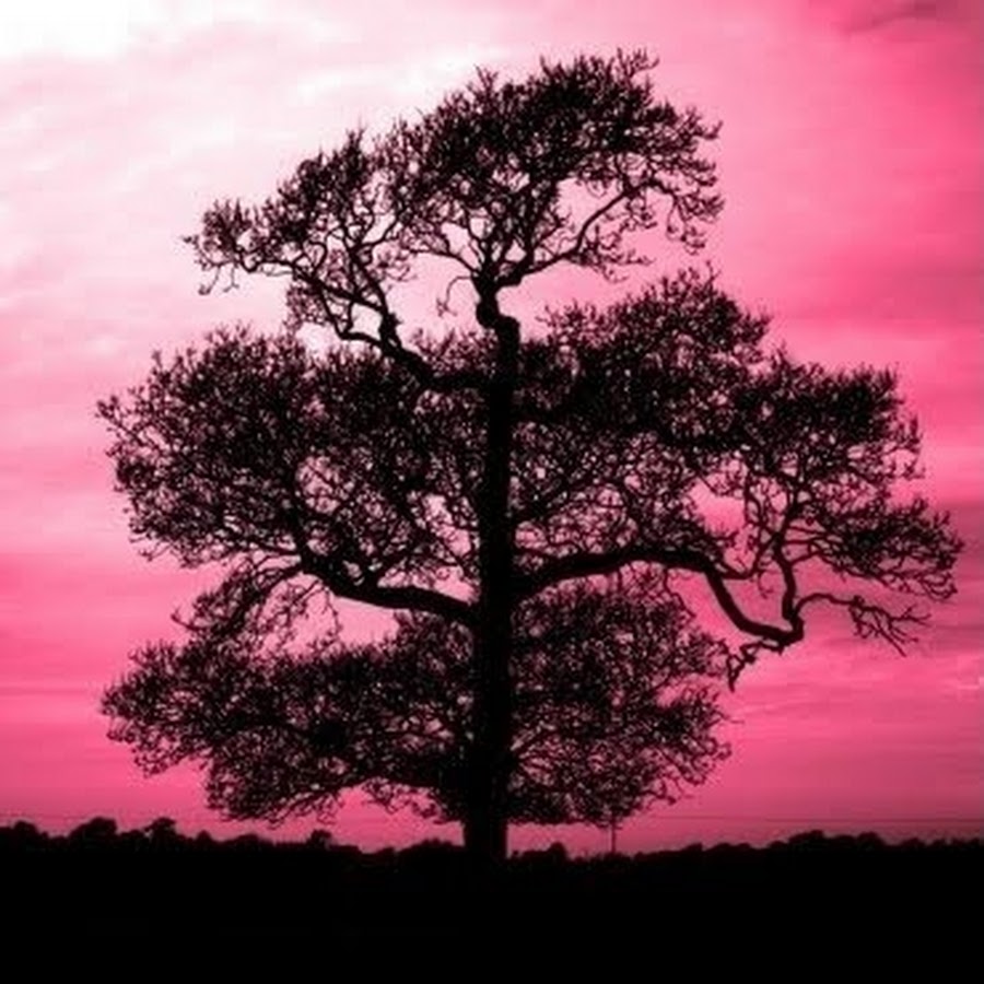 Pink dawn. Chestnut Tree Winter.