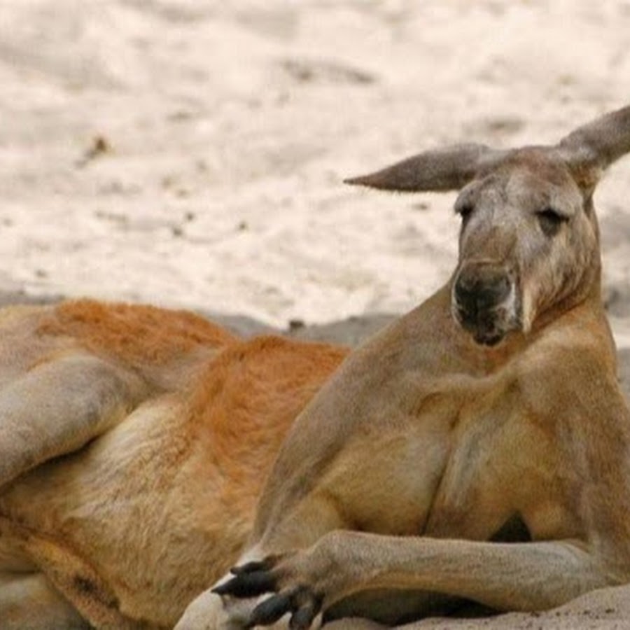 ������� ������� ��������