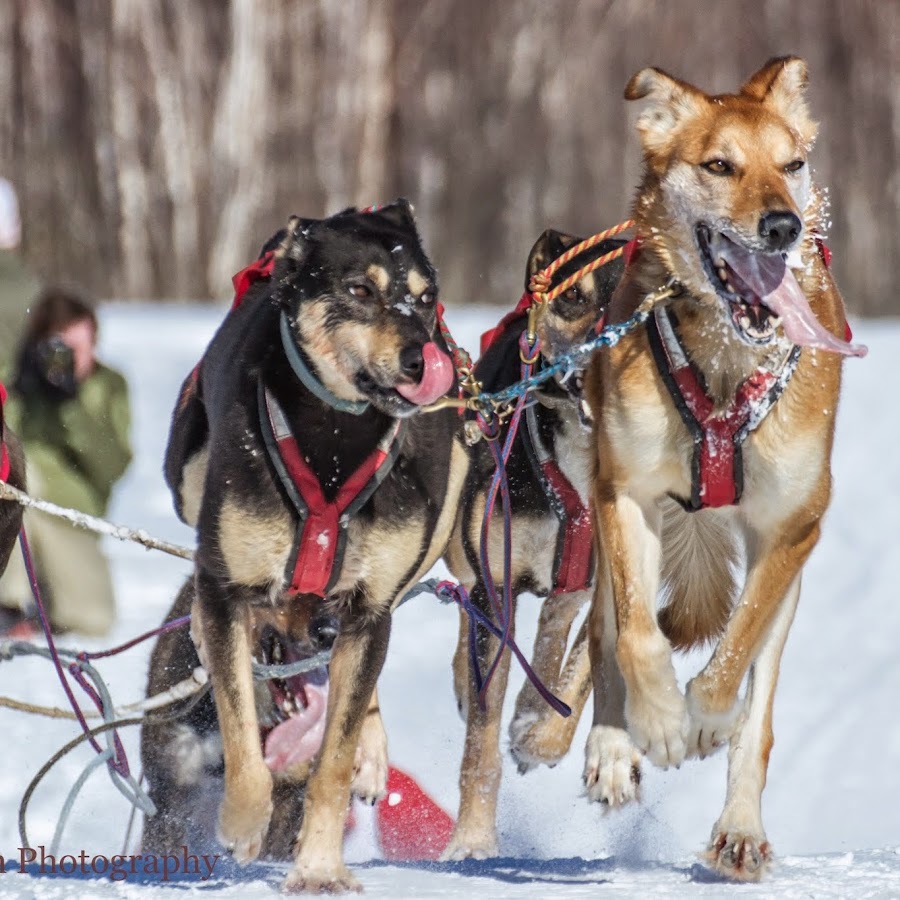 Alaska Dog Mushers Association YouTube