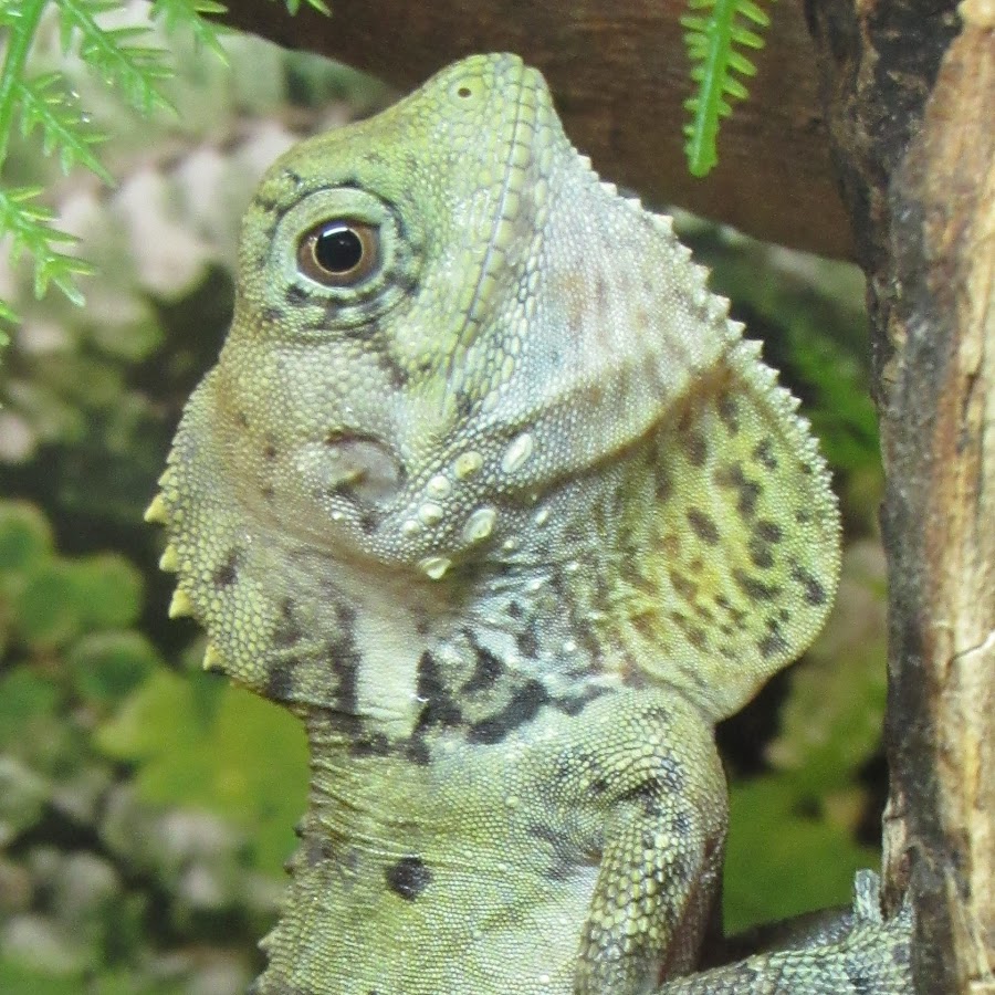 JP'S Lizard World - YouTube