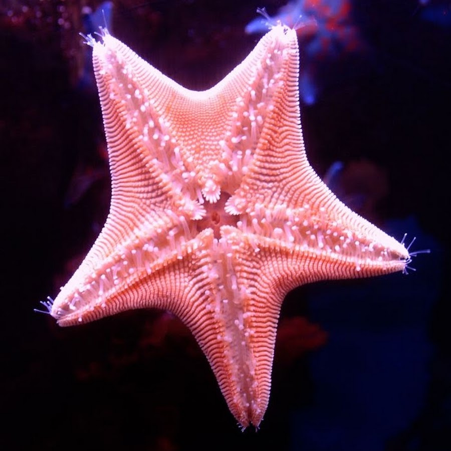 Лучевая симметрия моллюсков. Пятилучевая симметрия иглокожих. Радиальная симметрия иглокожих. Морская звезда. Глаза морской звезды.