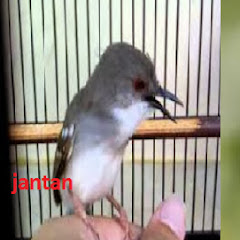 Kicau Burung Channel Youtube Stats Channel Statistics Analytics