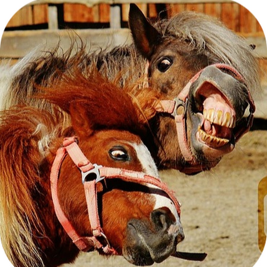 Мужчина лошадь и обезьяна. Смешная коняшка. Фото лошади три смешное. Конь несет чай.