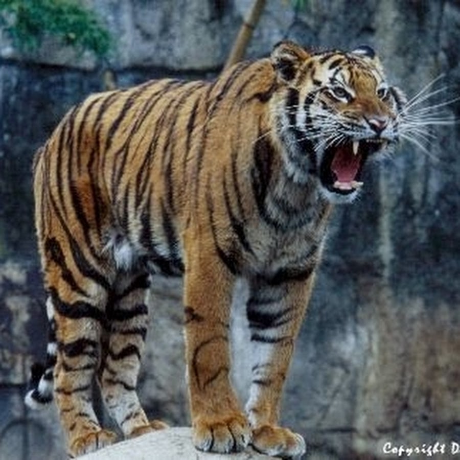 Велотигр. Тигр в полный рост. Тигр рычит во весь рост. Тигр полностью. Тигрица в полный рост.