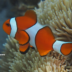 マーメイドチャンネル