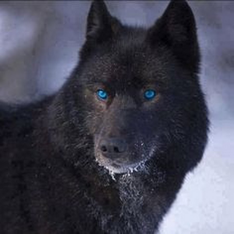 WOFL TM - YouTube
