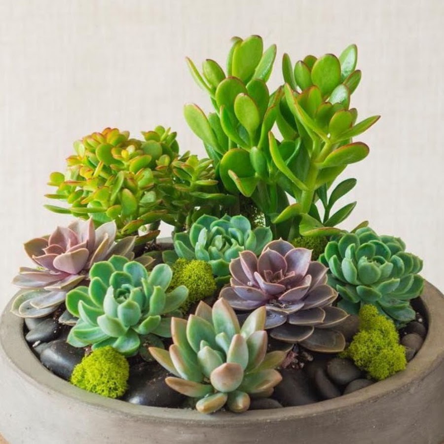 Суккулент Линда