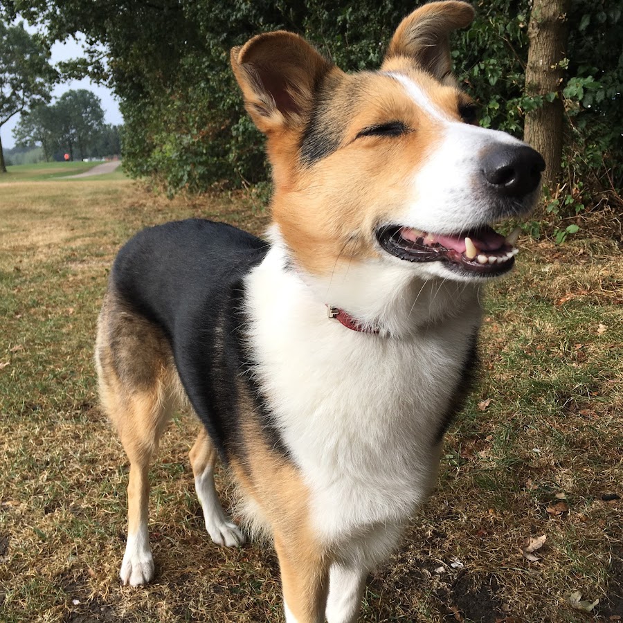 Siri the Dog YouTube