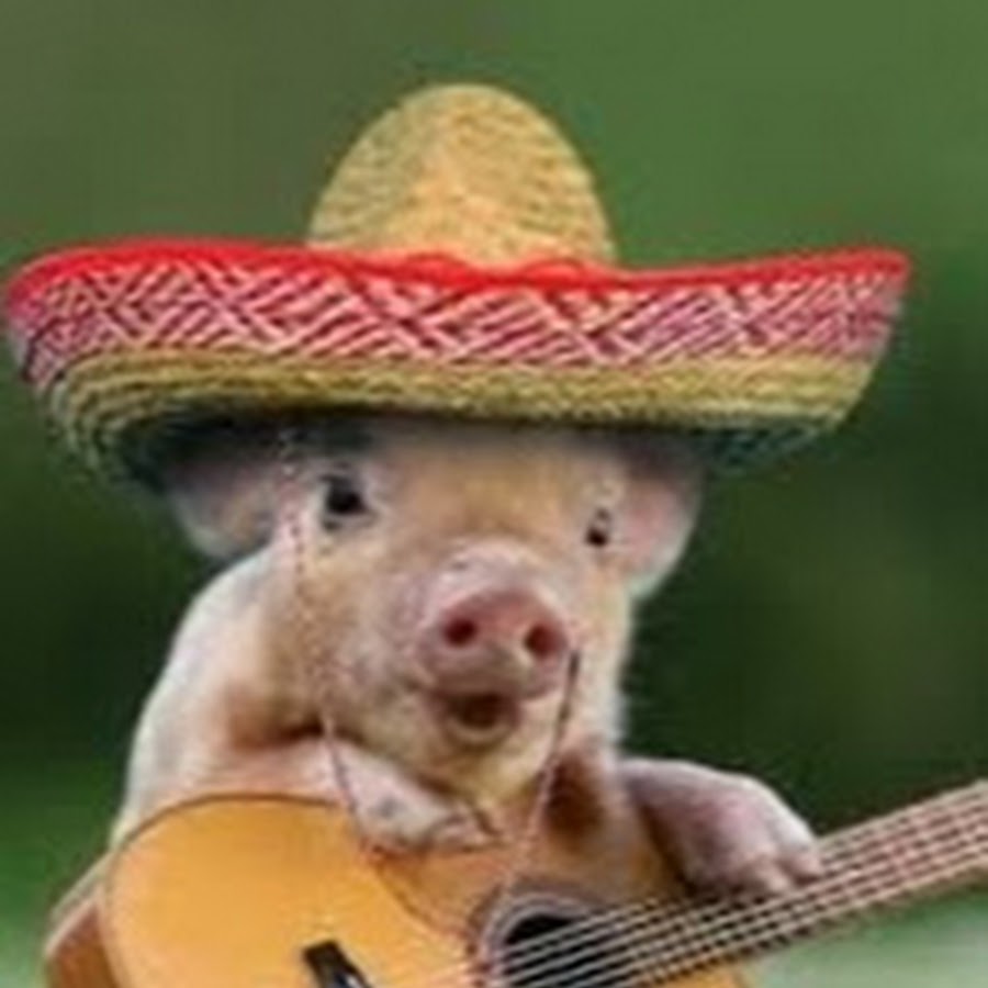 mexican pig YouTube