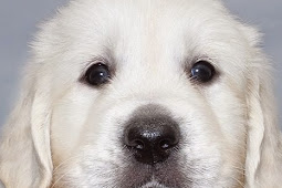 Free Golden Retriever Puppies Near Me Free golden retriever puppies
near me