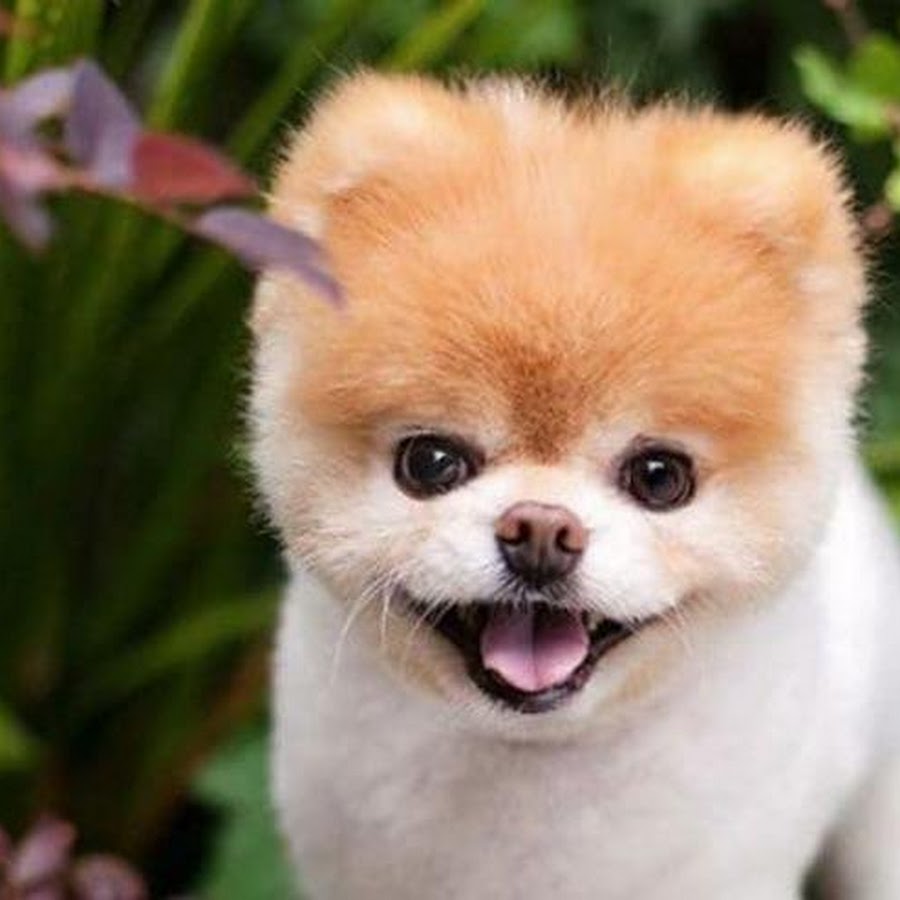 Boo am. Померанский шпиц boo.